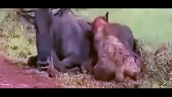 张掖网红吃瓜事件视频,一场网络热议的瓜田奇遇记