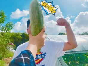 上过吃瓜的网红有哪些,揭秘那些热衷于“吃瓜”的明星网红