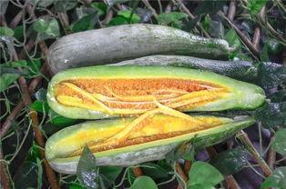 和县网红吃瓜,揭秘网络红人的幕后故事